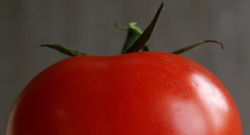 tomat.jpg