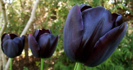 tulpan.jpg