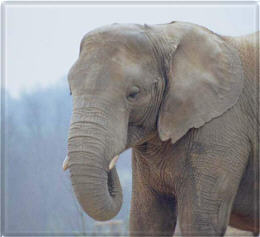elephant-01.jpg