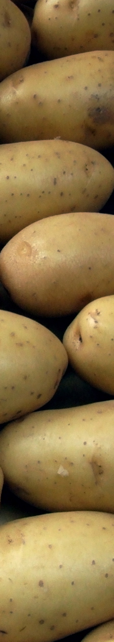potatis1.jpg