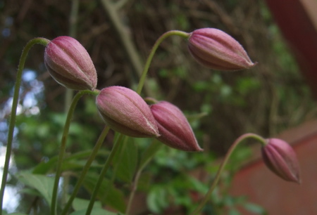 Fem målmedvetna klematisknoppar