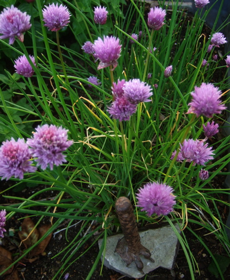 Vännen och blommande gräslök