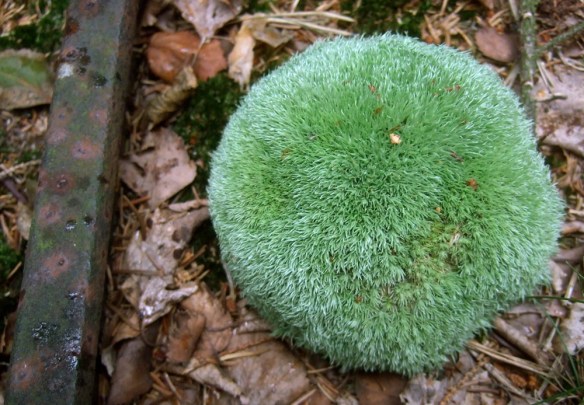 spårmossa spårmossa