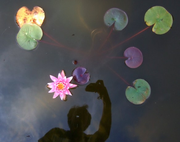 dammen Förstora bilden!