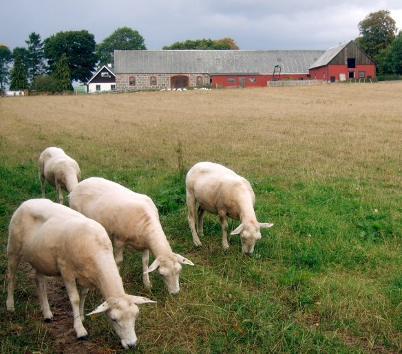 får1 Nyklippta nakenfår - förstora bilden