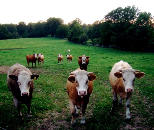 Klickbara nyfikna kor från Flensma