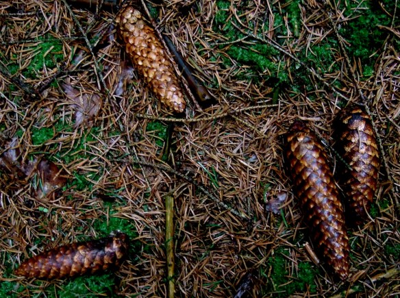 av3 Förstora bilden