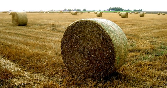 halm förstora!