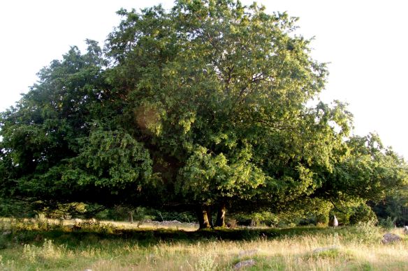 Ett ensamt får under ett stort träd