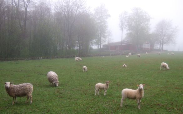 Som vilsna får i dimman...