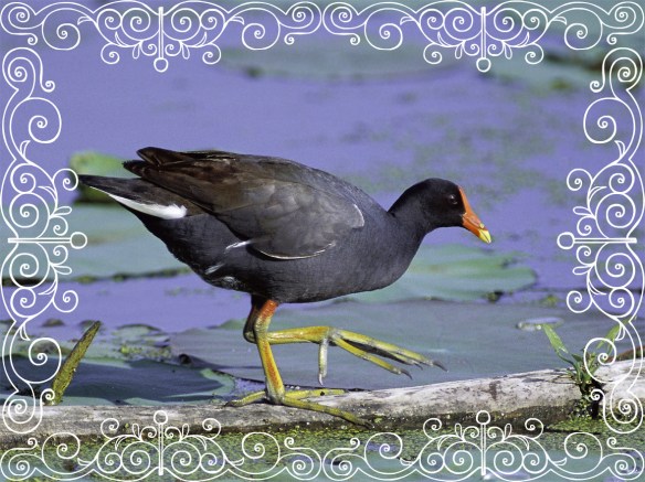 Sävlig eller rörlig?