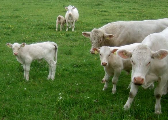 ko2 Vi förstår inte den här tävlingen!