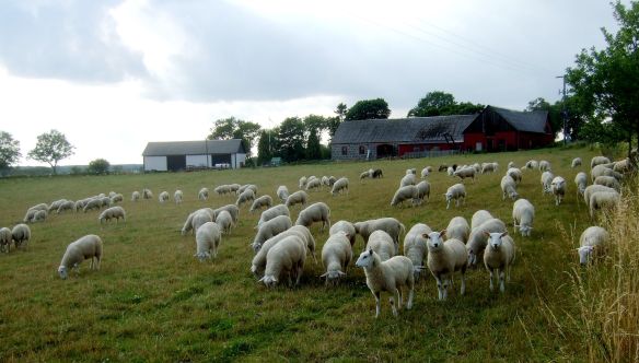 Förstora - räkna lammen!