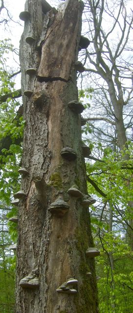 träd Vi som vill upp?