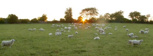 Kung Sol och fårskocken