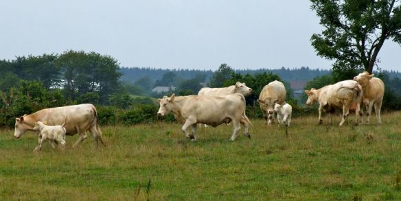 Ibland springer alla bara omkring...