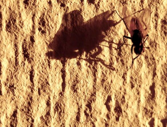 Evidensbaserade metoder - en fluga?