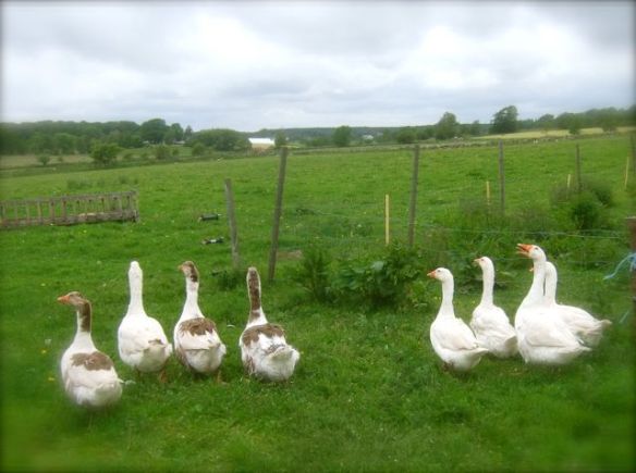 DSCF4561 Det är något nytt och häftigt på gång!