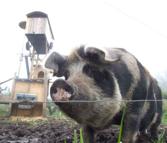 Stoppa plågsamma djurvänner!