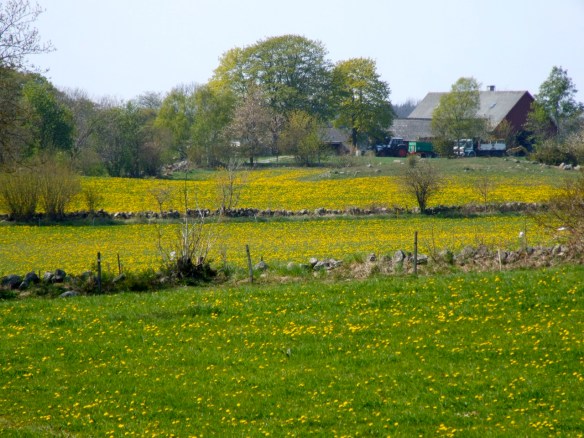 mask Idag ska vi räkna maskrosor!