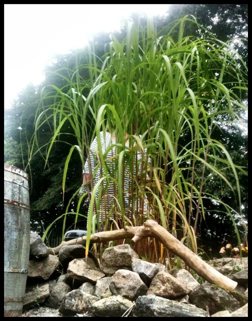 Är det elefantgräset som har vuxit - eller har min fru krympt?